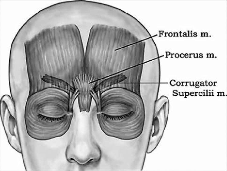 các cơ trên khuôn mặt